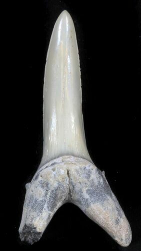 Large Sand Shark (Striatolamia) Tooth - Kazakhstan #34576